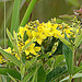 20090625 3915DSCw [D-MI] Gilbweiderich (Lysimachia vulgaris), Großes Torfmoor, Hille