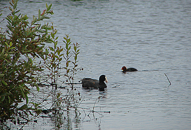 20090625 3920DSCw [D-MI] Blässhuhn (Fulica agtra), Großes Torfmoor, Hille