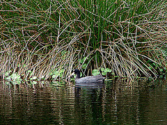 20090625 3922DSCw [D-MI] Blässhuhn (Fulica atra), Großes Torfmoor, Hille