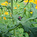 20090621 3765DSCw [D~LIP] Zweipunkt-Marienkäfer (Adalia bipunctata), Kugeldistel, Bad Salzuflen