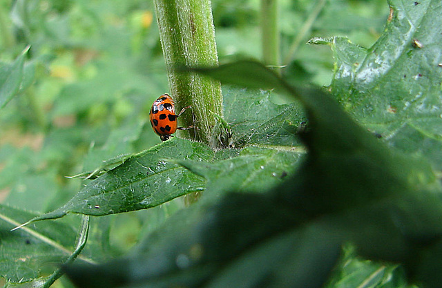 20090621 3767DSCw [D~LIP] Asiatischer Marienkäfer (Harmonia axyridis) [Vielfarbiger-] [Harlekin-Marienkäfer], Kugeldistel, Bad Salzuflen