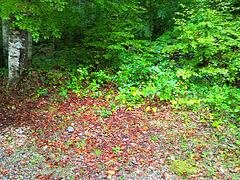 Otoño en el bosque.