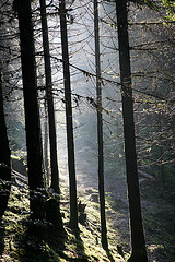 Forest in the Jura