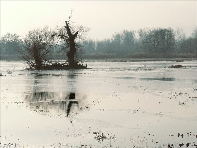 le Ried inondé...et gelé