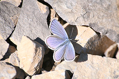 Butterfly near Annecy