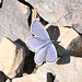 Butterfly near Annecy