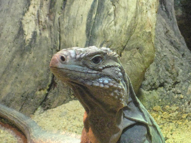 Blue iguana.