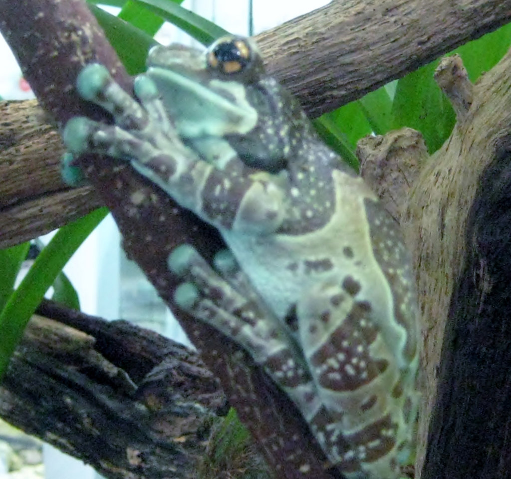 Mission golden-eyed tree frog