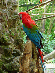 20060509 0321DSCw [D-MS] Grünflügel-Ara (Ara chloroptera), Zoo, Münster