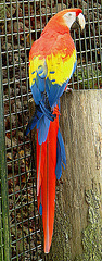 20060509 0322DSCw [D-MS] Hellroter Ara (Ara macao), Zoo, Münster