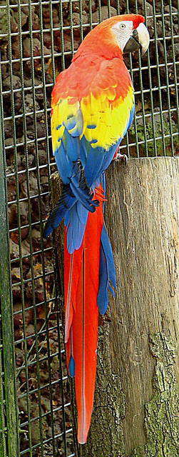 20060509 0322DSCw [D-MS] Hellroter Ara (Ara macoa) [Scharlachara] [Arakanga], Zoo, Münster