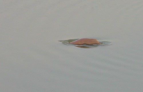 Gangetic Dolphin - River Brahmaputra