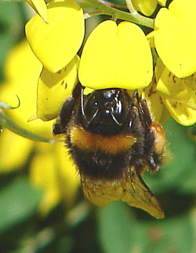 20090621 3718DSCw [D~LIP] Hellgelbe Erdhummel (Bombus lucorum), Schwarzwerdender Geißklee (Cytisus nigricans), Bad Salzuflen