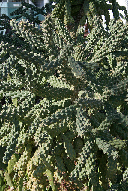 Oasis Date Gardens Cactus (2932)