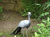 20090611 3149DSCw [D~H] Paradieskranich, Zoo Hannover