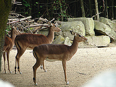 20090611 3159DSCw [D~H] Impala (Aepyceros melampus), Zoo Hannover