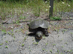 Le jour de la tortue / Turtle's day