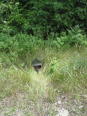 Tortue / Turtle - Sur la route 9 south après Lewis. NY state - États-Unis /  USA.  Juillet 2009