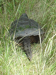 Tortue / Turtle - Sur la route 9 south après Lewis. NY state - États-Unis /  USA.  Juillet 2009