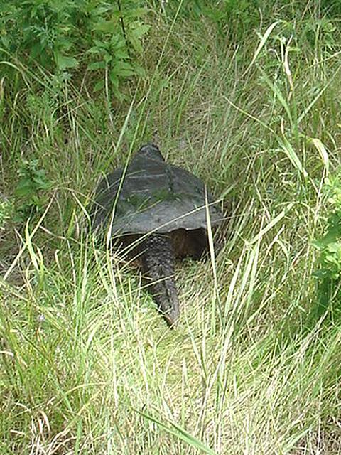 Tortue / Turtle - Sur la route 9 south après Lewis. NY state - États-Unis /  USA.  Juillet 2009