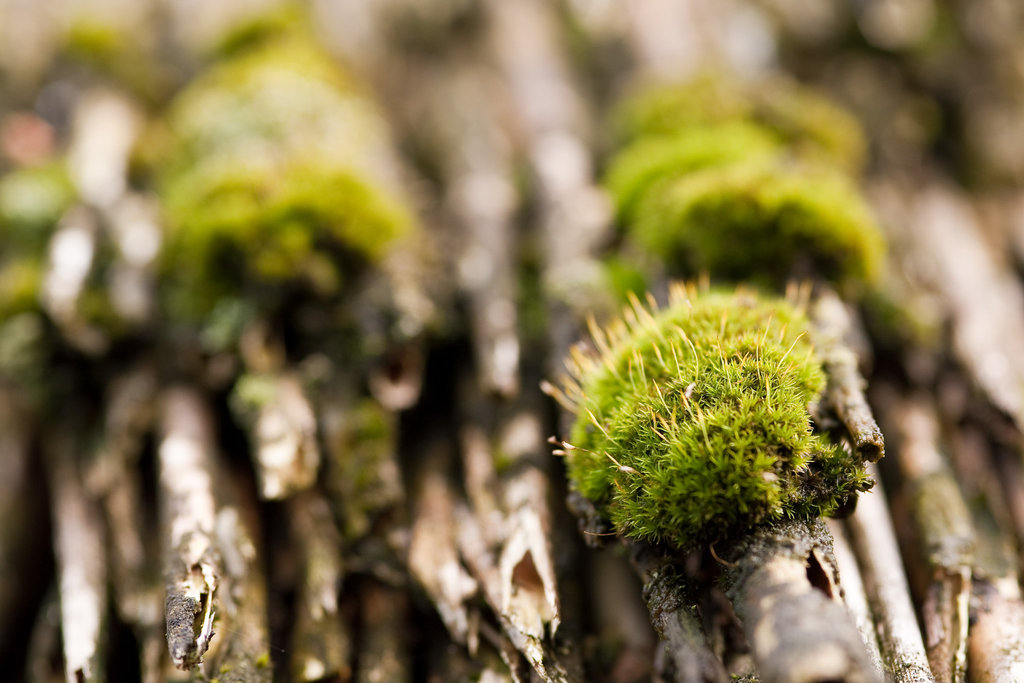 Mossy roof