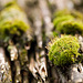 Mossy roof