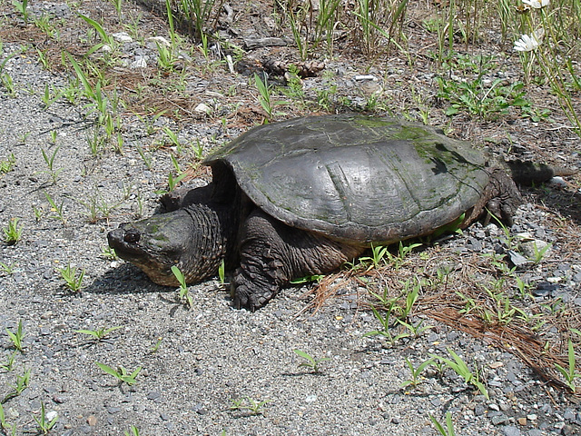 Tortue / Turtle - Sur la route 9 south après Lewis. NY state - États-Unis /  USA.  Juillet 2009
