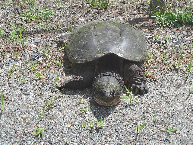 Tortue / Turtle - Sur la route 9 south après Lewis. NY state - États-Unis /  USA.  Juillet 2009