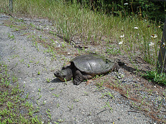 Tortue / Turtle - Sur la route 9 south après Lewis. NY state - États-Unis /  USA.  Juillet 2009