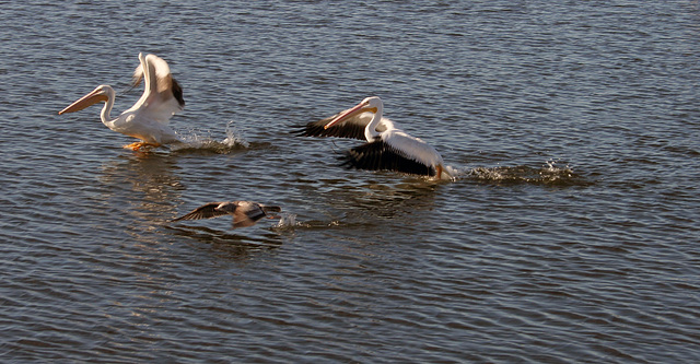 North Shore Pelicans (2970)