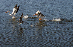 North Shore Pelicans (2971)