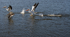 North Shore Pelicans (2972)
