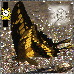 papillon du Venezuela