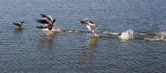 North Shore Pelicans (2974)