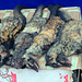 Wild foxes offered for Laotian dish