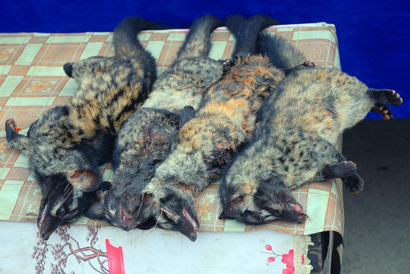 Wild foxes offered for Laotian dish