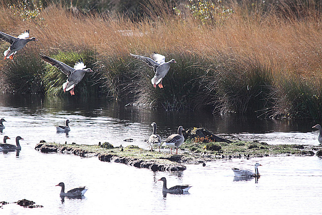 20091008 0934Tw [D~MI] Graugänse (Anser anser), Streifengans (Anser indicus), Großes Torfmoor, Hille