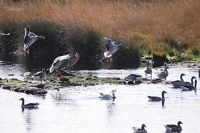 20091008 0939Tw [D~MI] Graugänse (Anser anser), Streifengans (Anser indicus), Großes Torfmoor, Hille