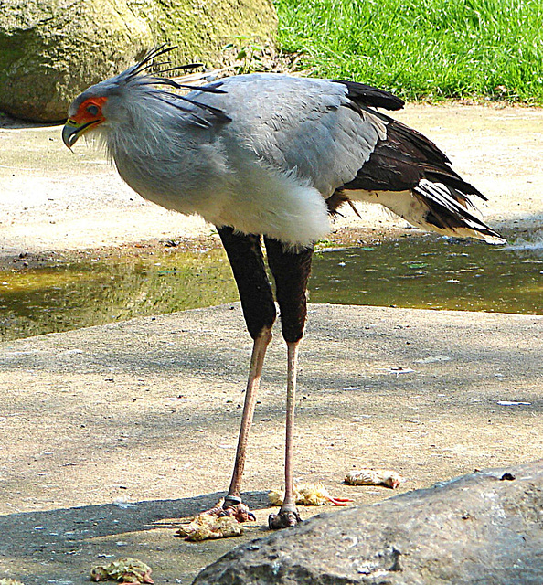 20060509 0268DSCw [D-MS] Sekretär (Sagittarius serpentarius), Zoo, Münster