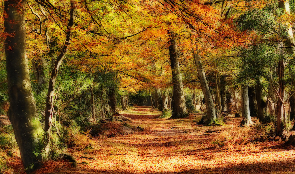 New Forest with Orton effect