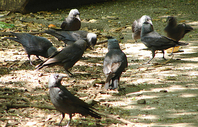 20060509 0270DSCw [D-MS] Dohlen (Corvus monedula), Zoo, Münster