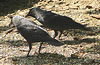 20060509 0273DSCw [D-MS] Dohle (Corvus monedula), Münster