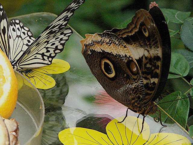 20050818 0104DSCw [NL] <Weiße Baumnymphe (Idea leuconoe), >Bananenfalter (Caligo atreus), Emmen