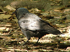 20060509 0271DSCw [D-MS] Dohle (Corvus monedula), Zoo, Münster