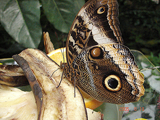 20050818 0105DSCw [NL] Bananenfalter (Caligo atreus), Emmen