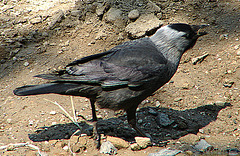 20060509 0276DSCw [D-MS] Dohle (Corvus monedula), Zoo, Münster