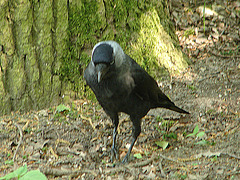 20060509 0330DSCw [D-MS] Dohle (Corvus monedula), Zoo, Münster