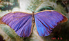 20050818 0095DSCw [NL] Morpho