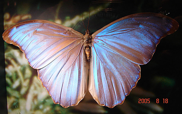 20050818 0097DSCw [NL] Morphofalter (Morpho agg), Emmen