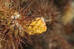 Cholla (2992)